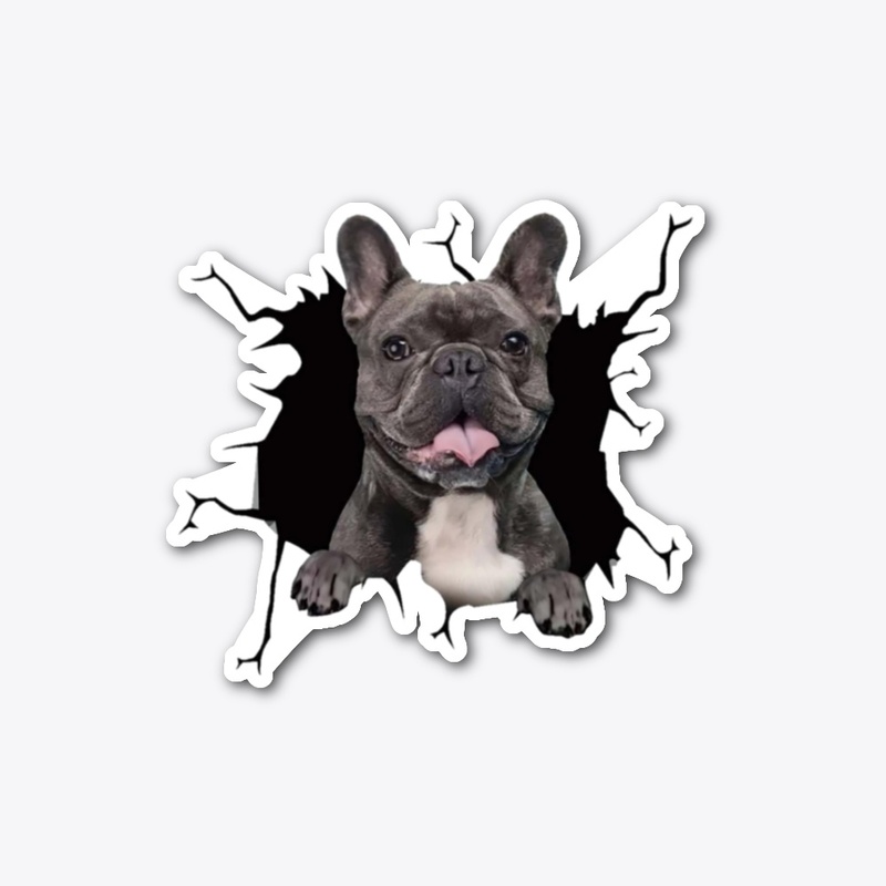 French bulldog