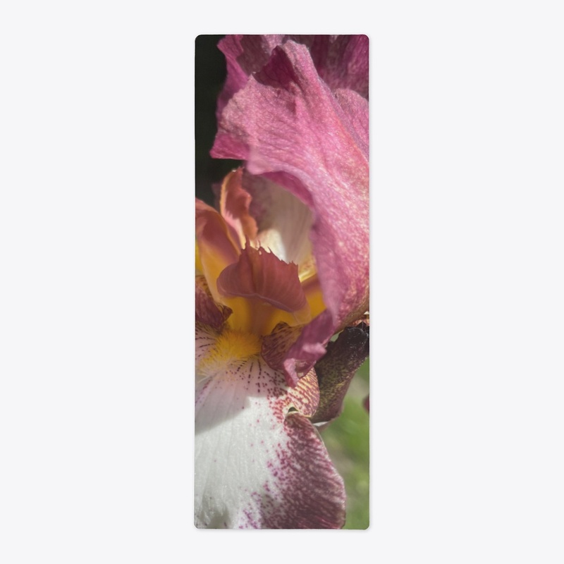 Burgundy Iris
