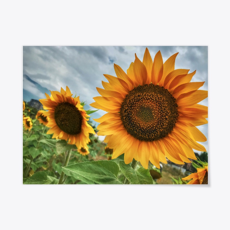 Bulgaria - Sunflowers