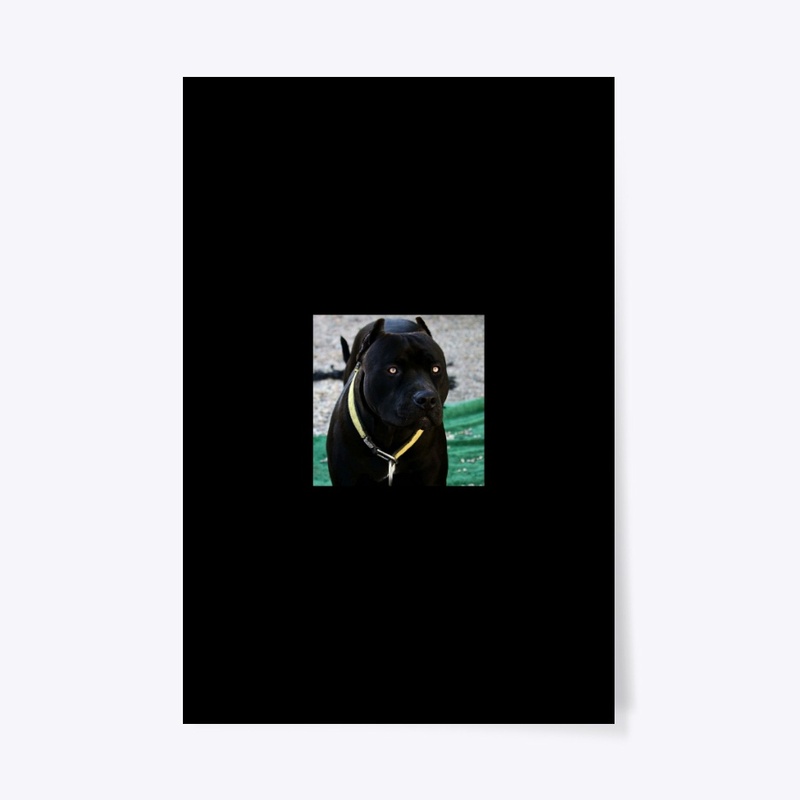 Pitbulls Black