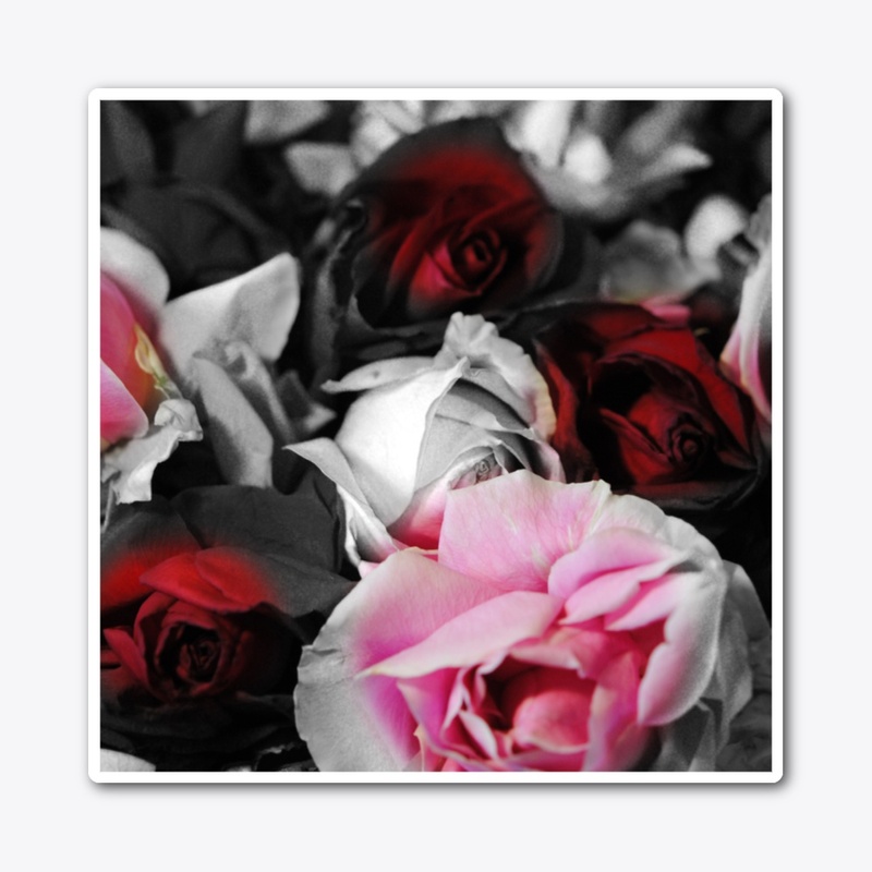 Black and White Roses Fade 