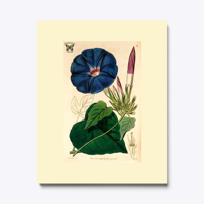 Canvas Print Blue dawn flower