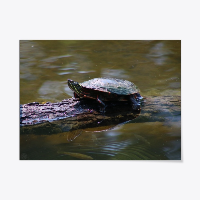 Turtle 2