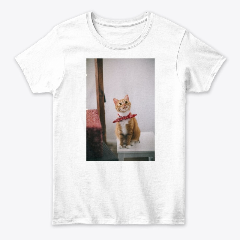 yellow cat