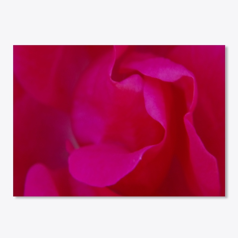 red rose macro