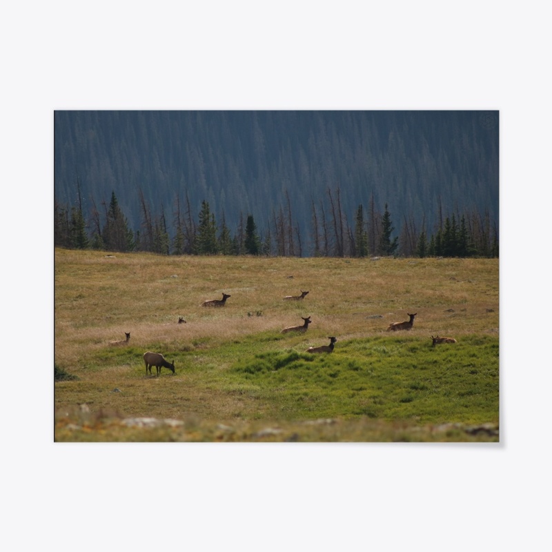 Elk 2