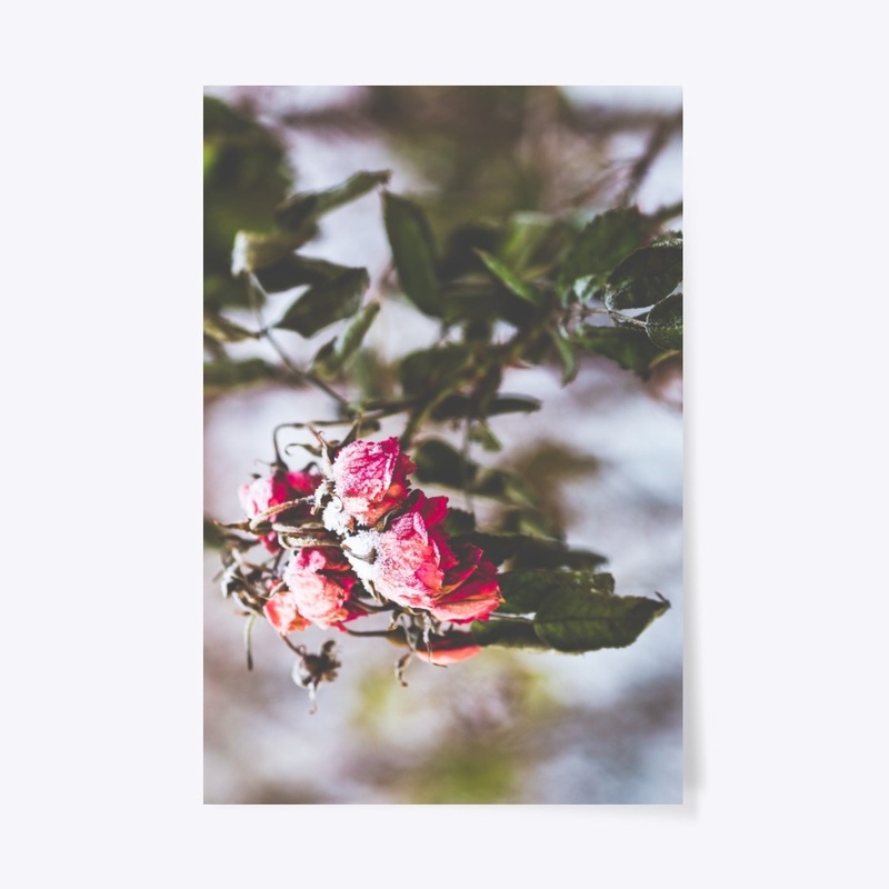 Frozen red roses