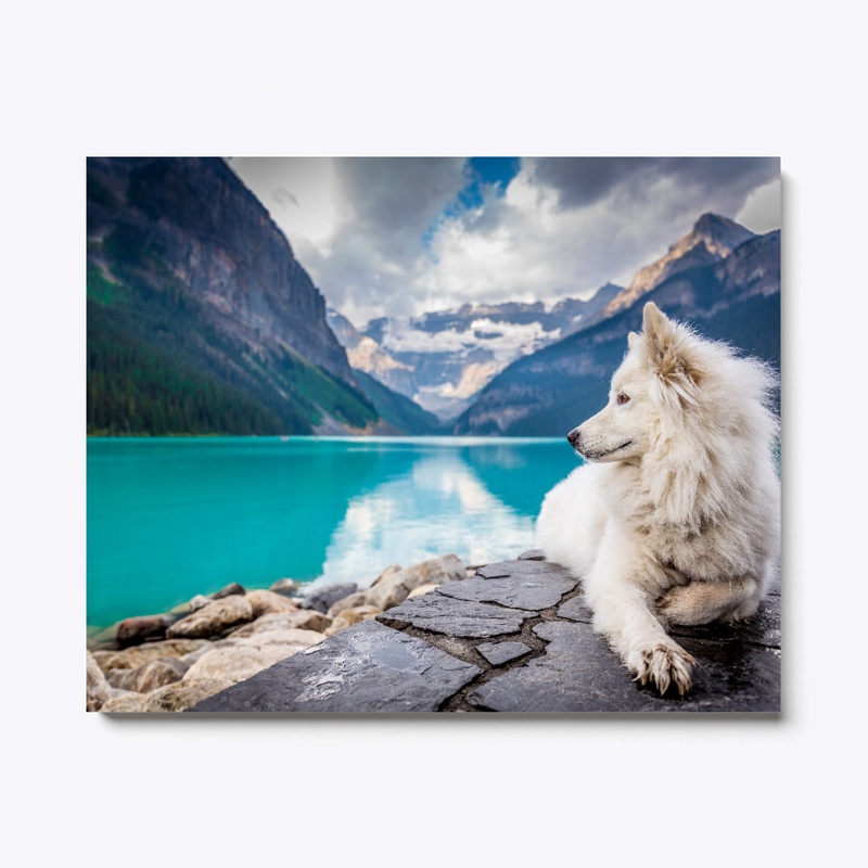 wolf