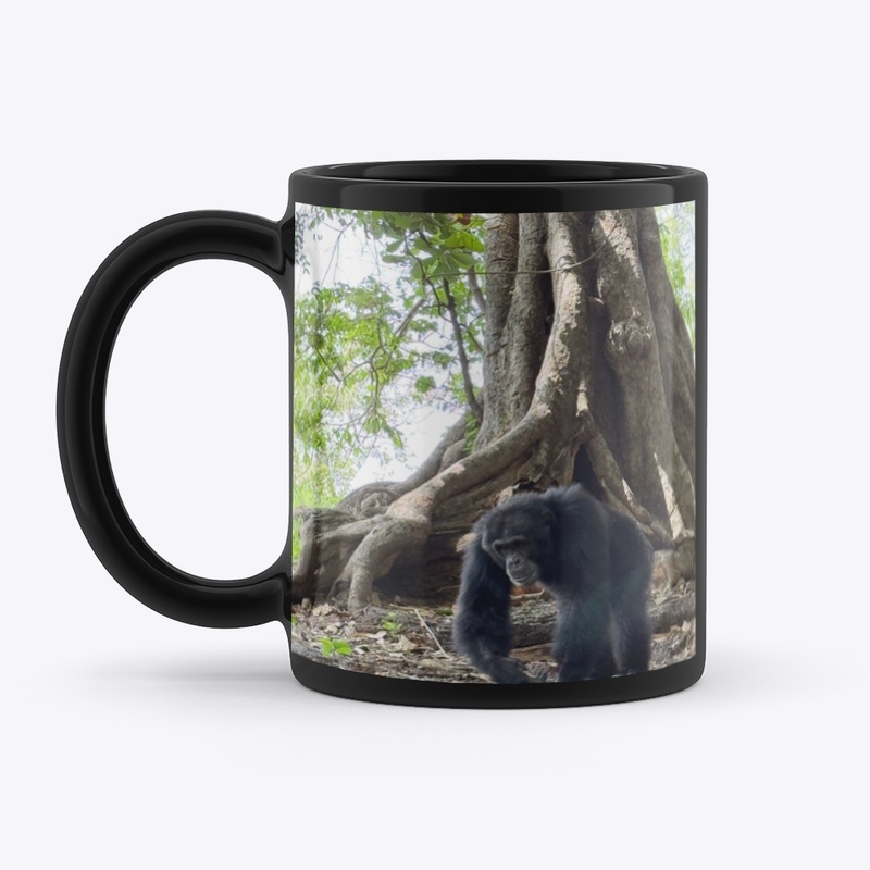 Alpha male Fongoli chimp Cy