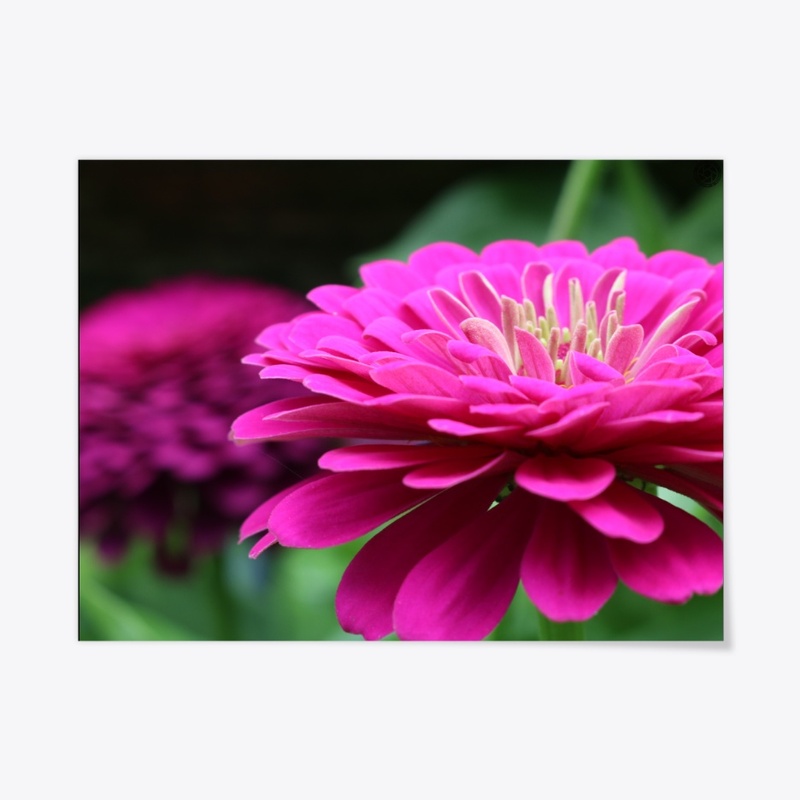Flower 3