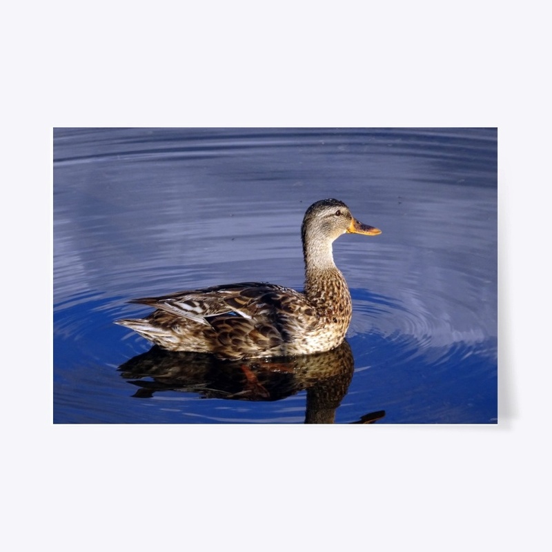 There was only a duck on the lake...