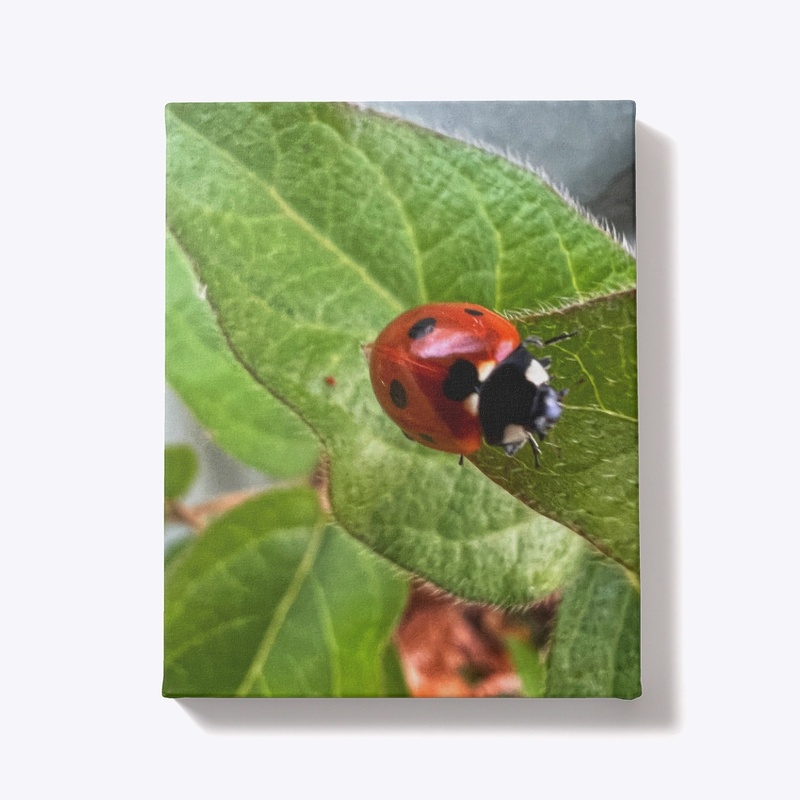 ladybug