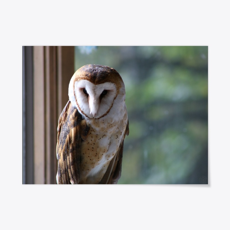 Barn Owl