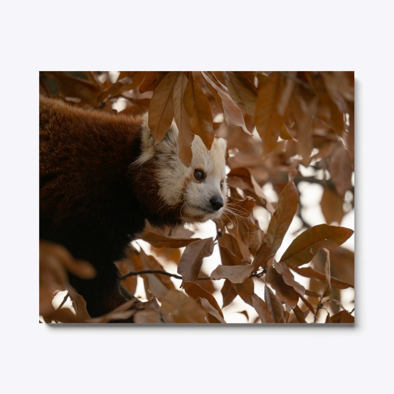 Red Panda
