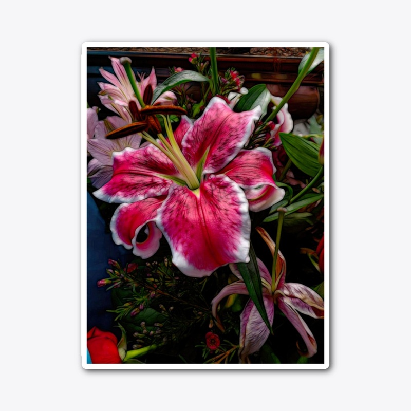 Big Petaled Pink and White Lily
