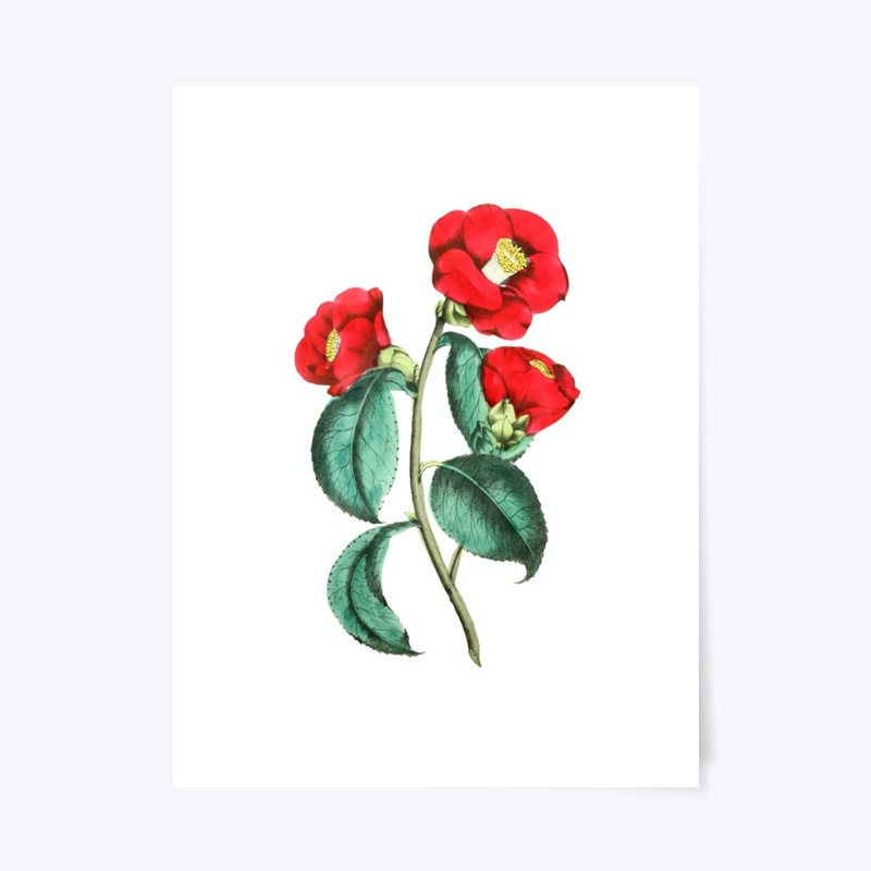 Vintage red camellia flower
