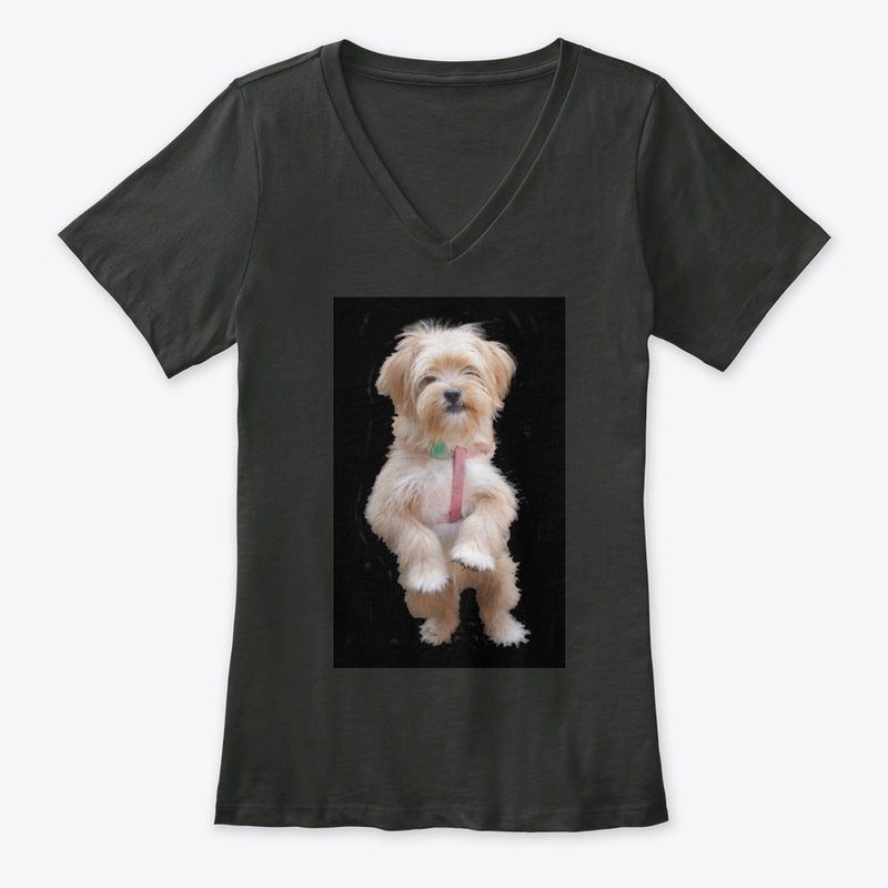 cute yorkie chihuahua puppy