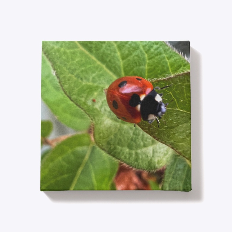 ladybug