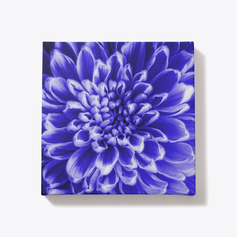 Blue Chrysanthemum