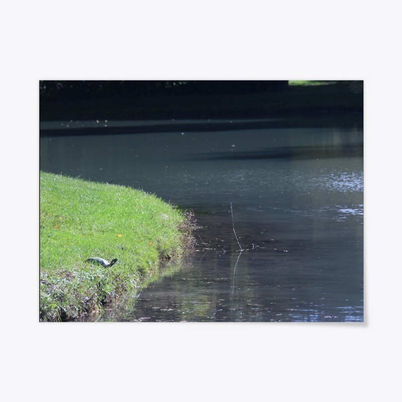 Turtle 1