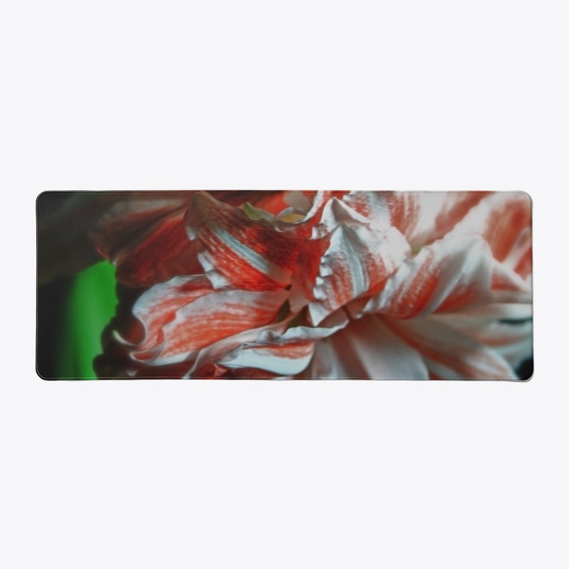 Amaryllis Portrait