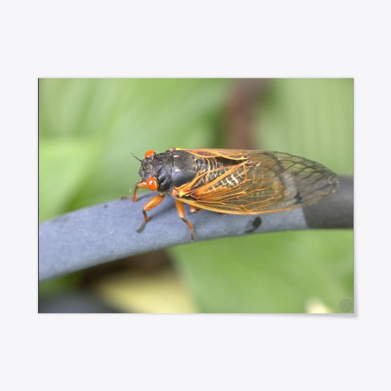 Cicada 1