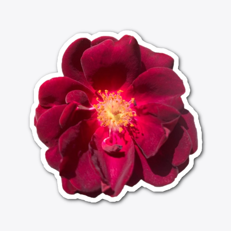 Simply Rose 9