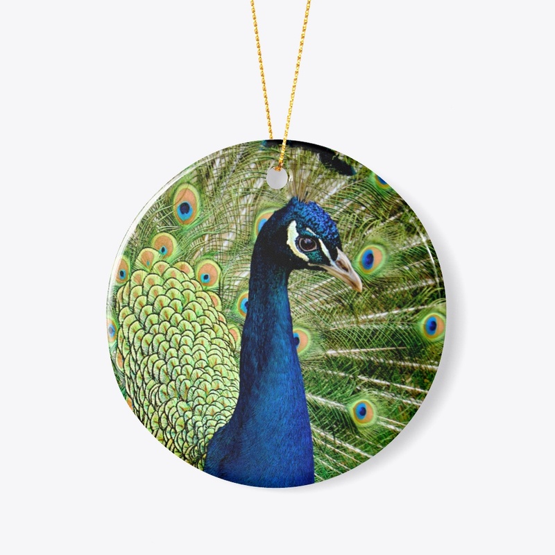 Peacock Feather Blue Green Bird Wildlife