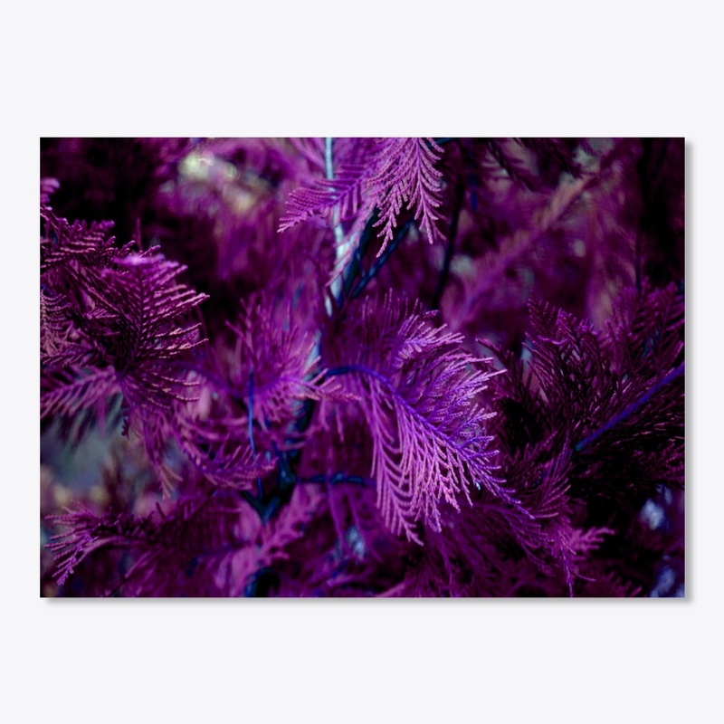 purple cypress