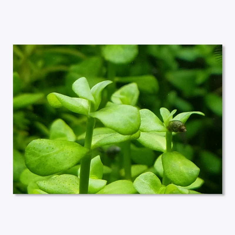 Bacopa Monnieri Sticker!
