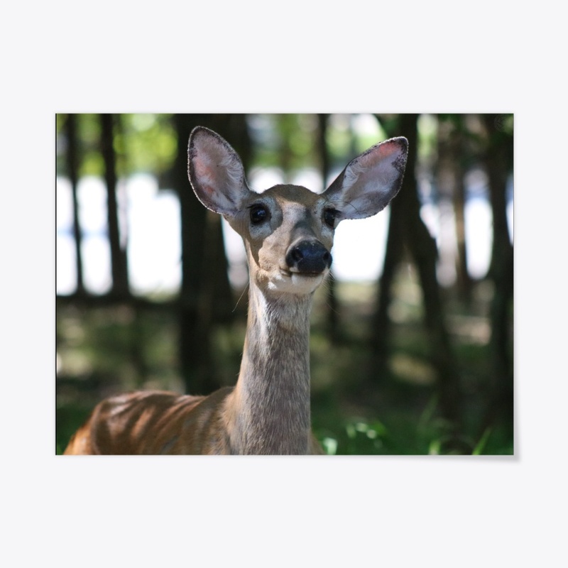 Deer 2