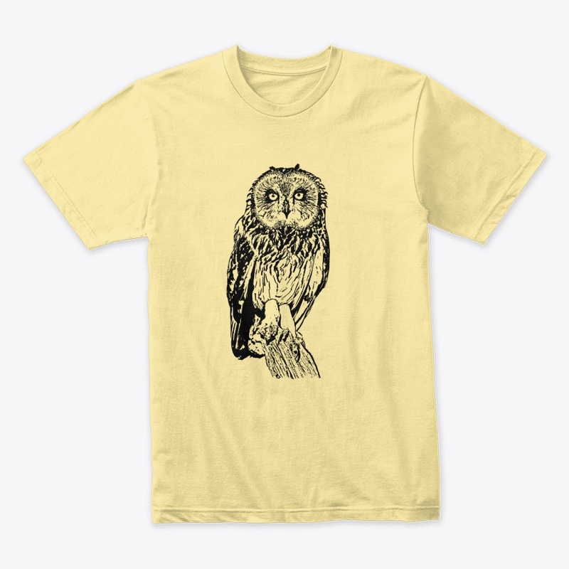 Short-eared Owl - Birdwatching