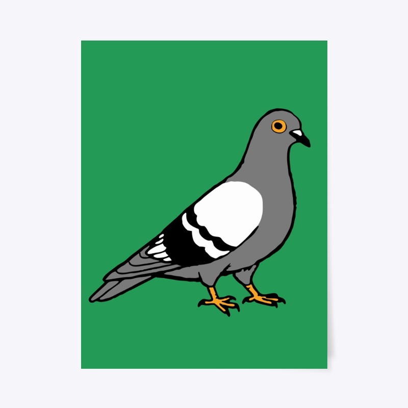 Pigeon 