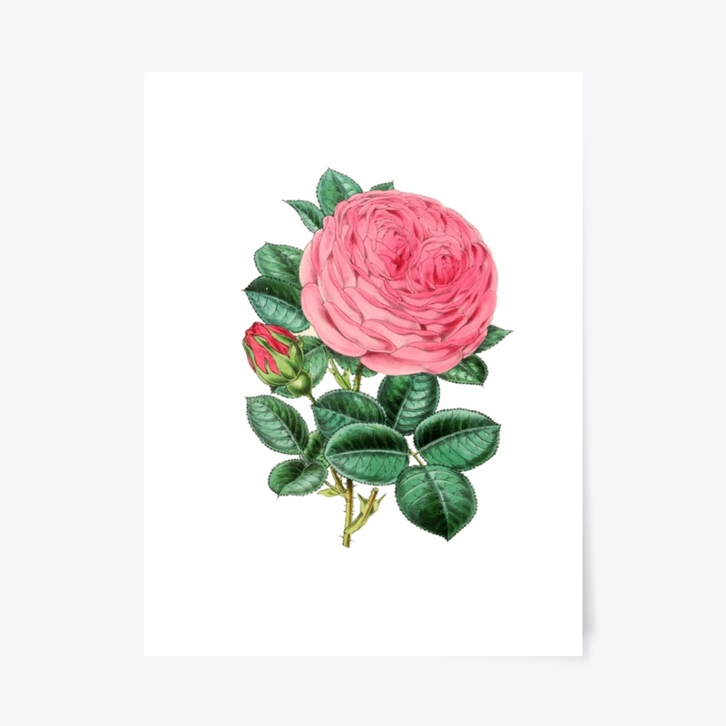 Vintage flower pink roze
