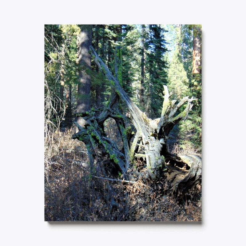 Yosemite 16