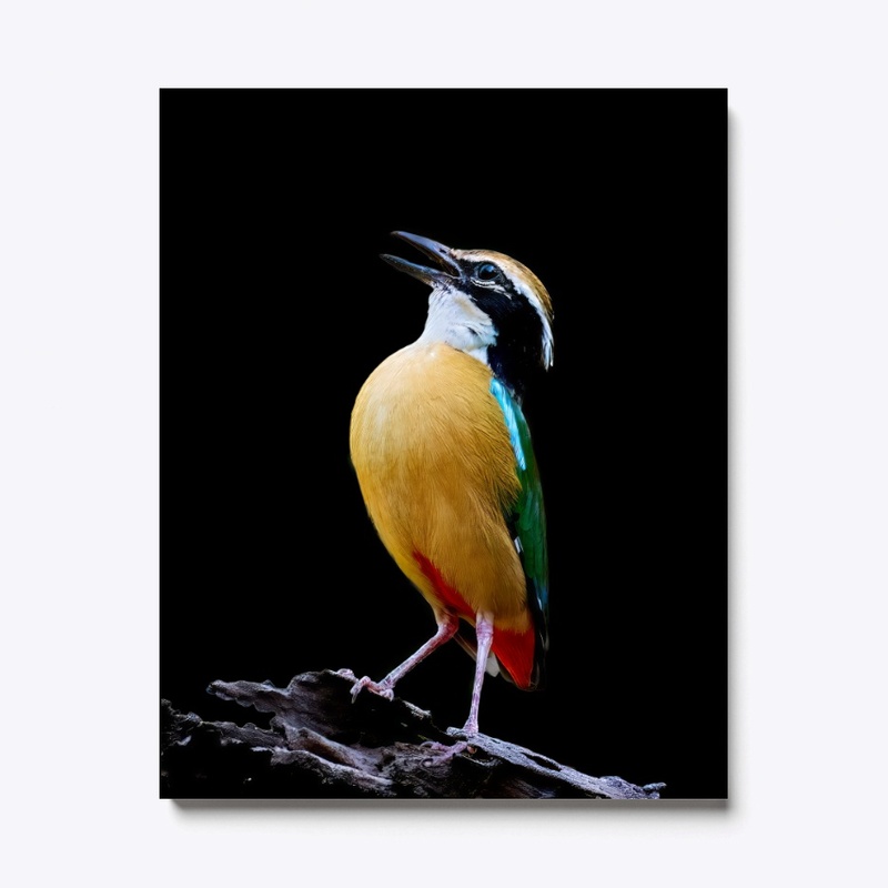 Indian Pitta