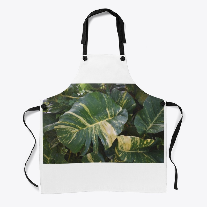 Devils Ivy a.k.a Golden Pothos