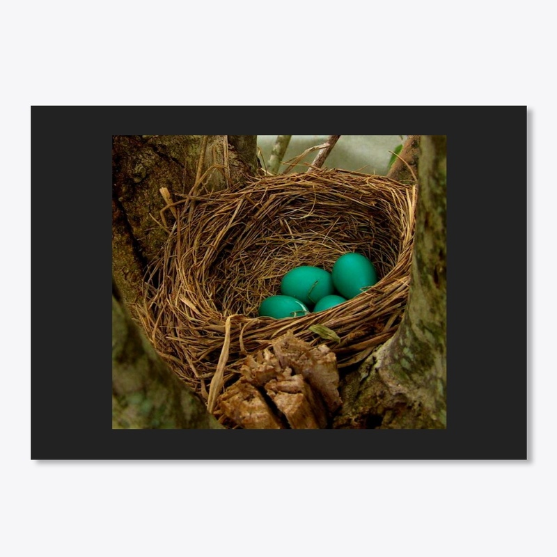 blue bird nest