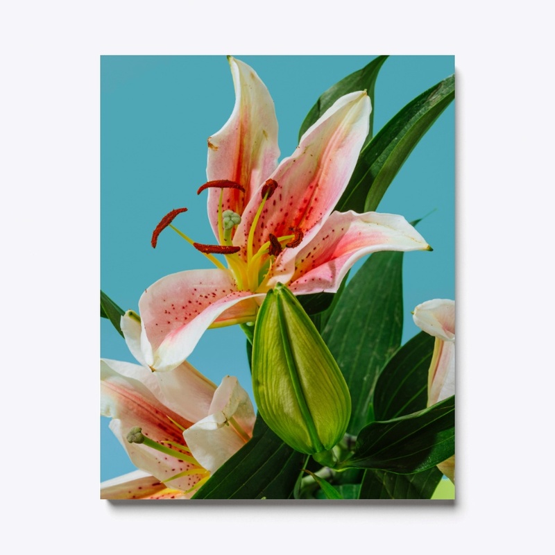 Colourful Lily in bloom