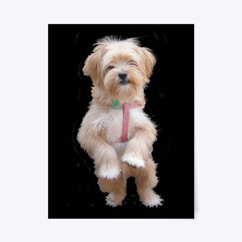 cute yorkie chihuahua puppy