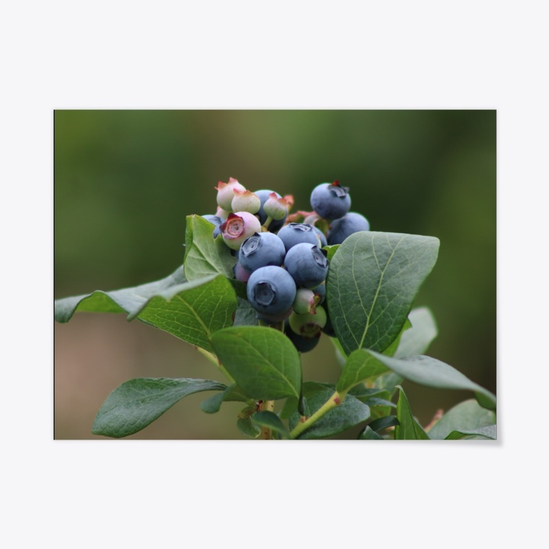 Blueberries 1