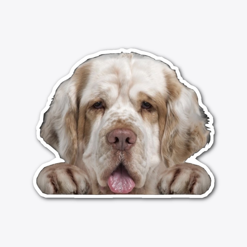 Clumber Spaniel