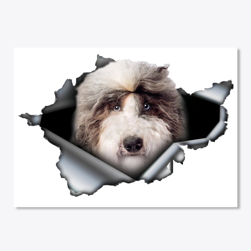 Sheepadoodle 
