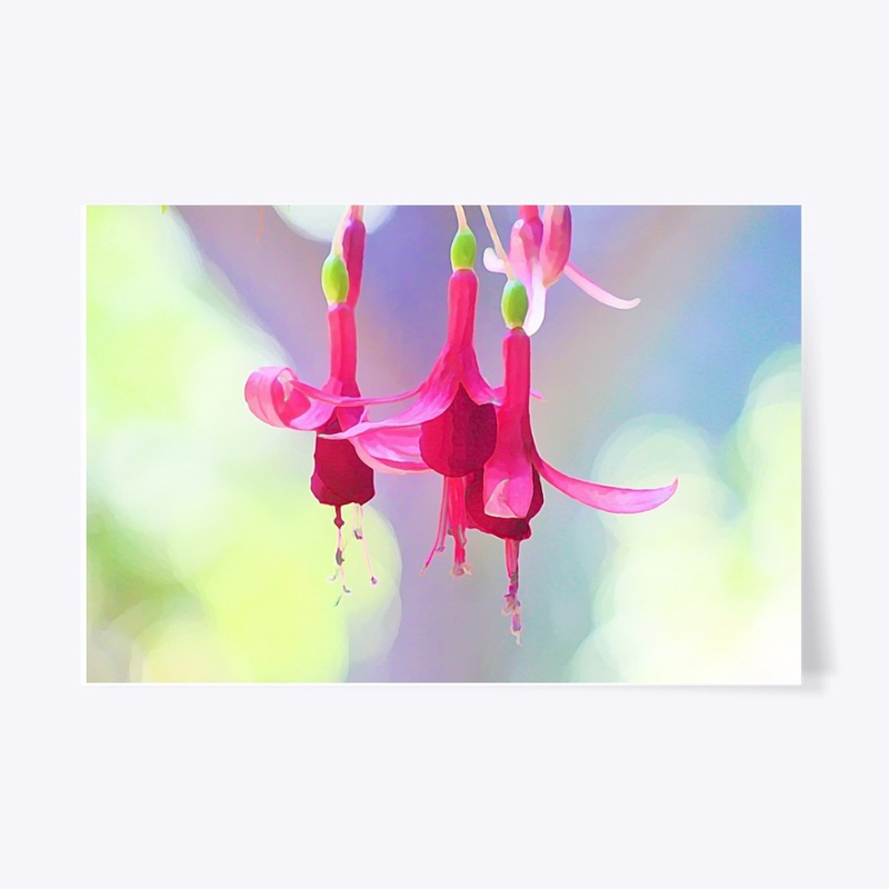 Fuchsia Blooms