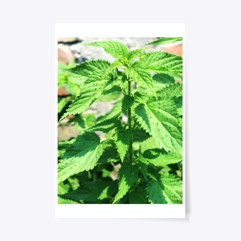 nepali name is sisnu plant