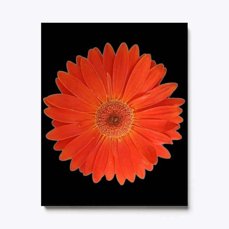 Vibrant Orange Gerbera