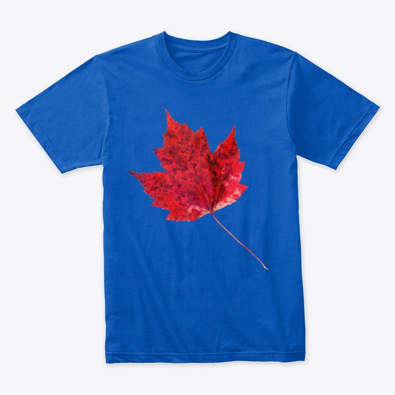 Vibrant Red Maple Leaf .