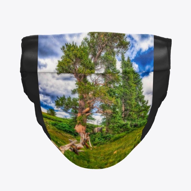 Bristlecone