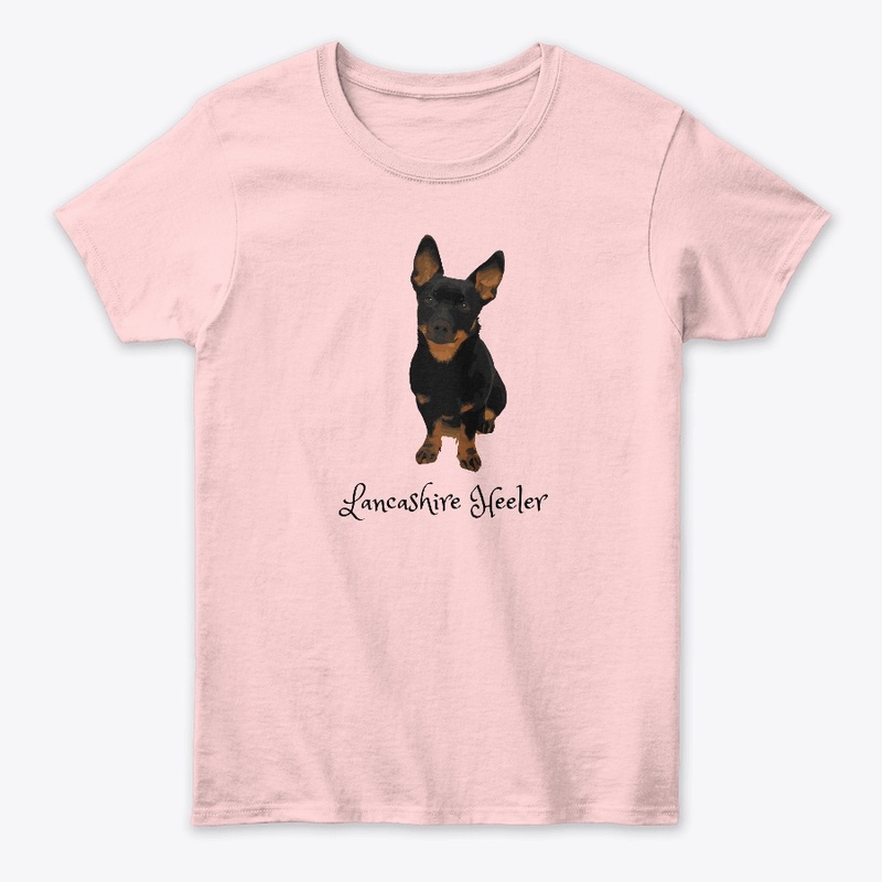 Cute Lancashire Heeler