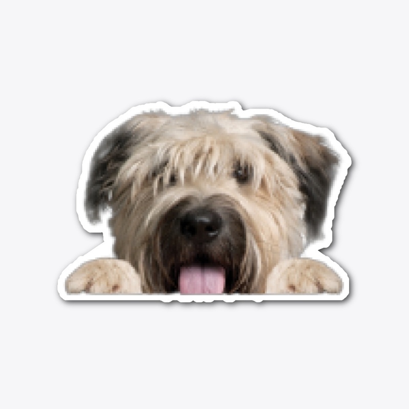Bouvier des Flandres